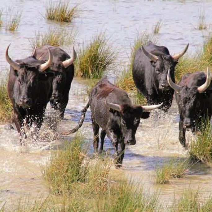 Hébergement de vacances Au Calme Situe En Camargue Saint-Laurent-dʼAigouze